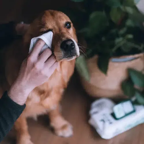 Beco - Bamboo Dog Wipes- Coconut